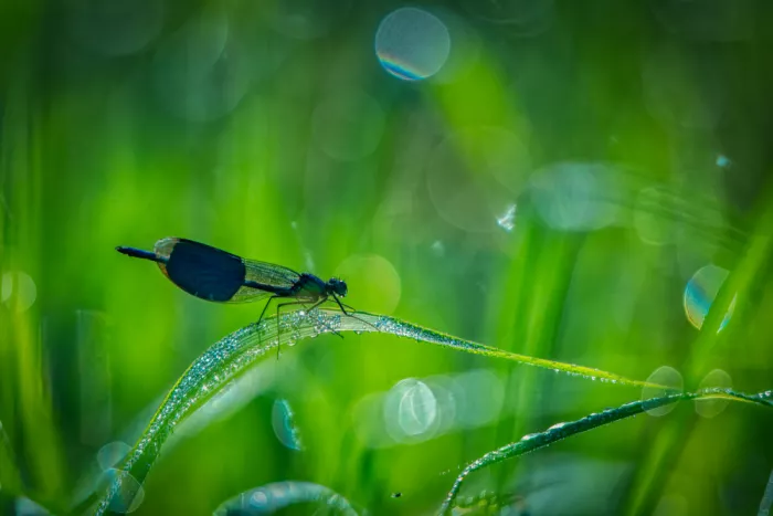 Haaksma, Piet: Banded demoiselle