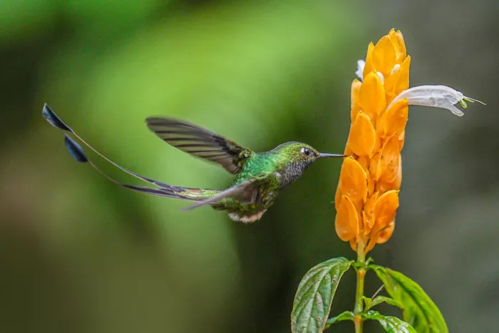 Qin, Xuemei: Quand les fleurs appellent, les cœurs s