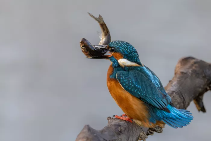 Haenen, Jeke: Kingfisher
