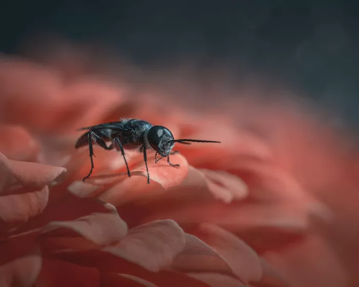 Xu, Wei: Guardian of the petals