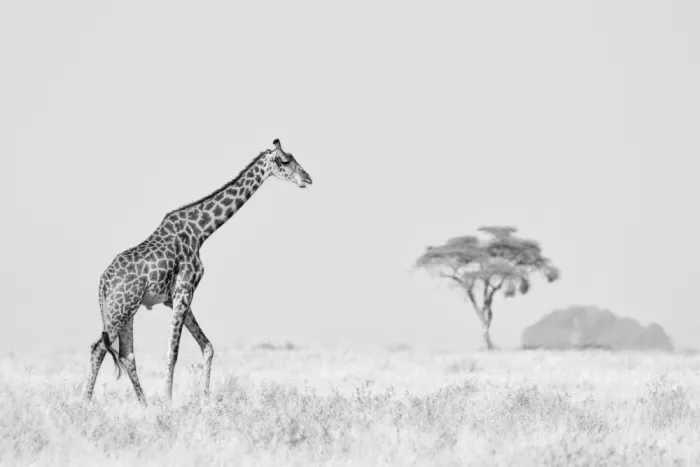 Khataw, Ali: Serenity in High Key