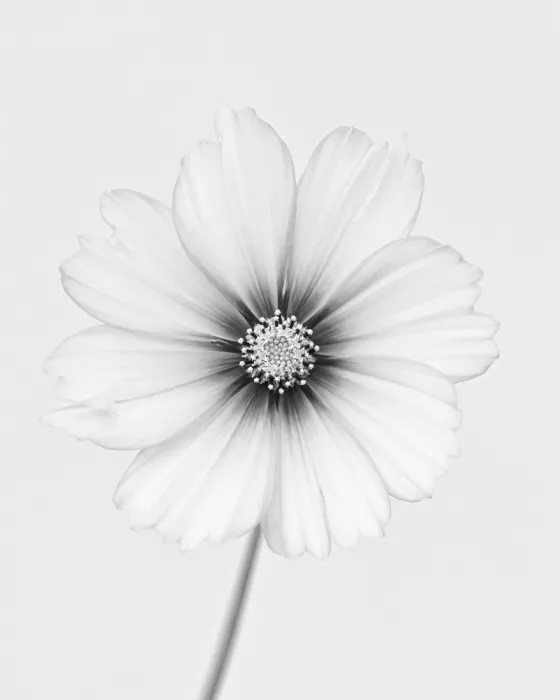 Grønkjær, Lotte: Cosmos flower