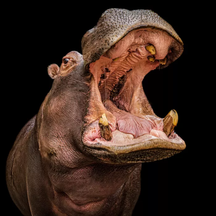 Rosenkrancová, Ilona: hippo Buborék