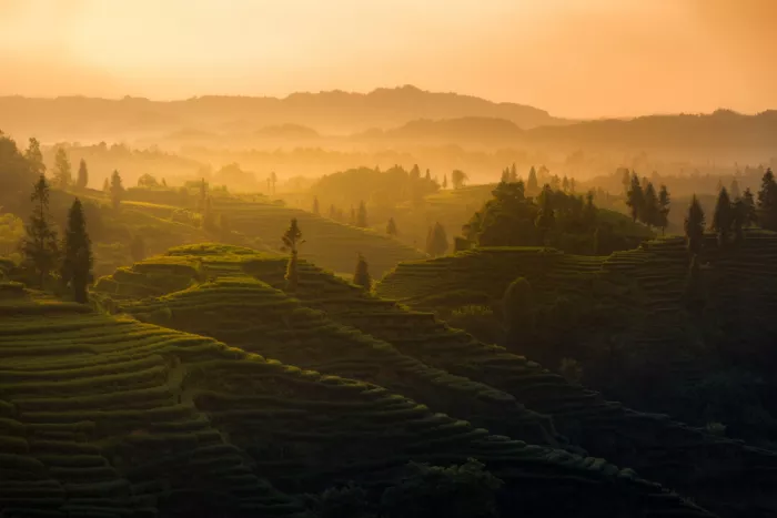 Yezimao: Tea Mountain Twilight