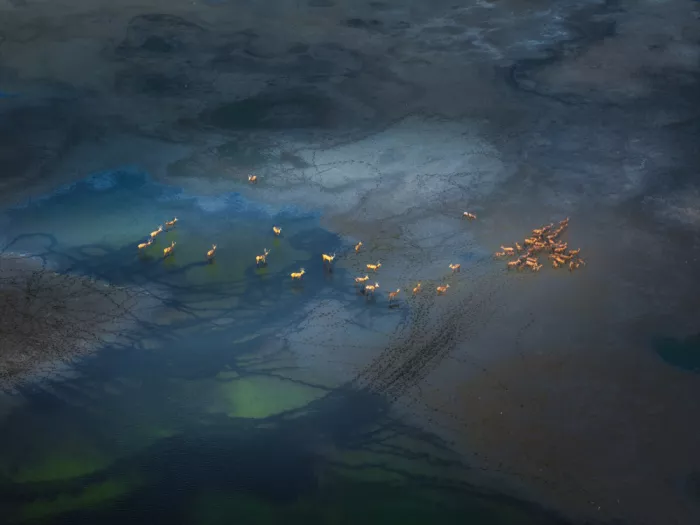 Ye, NingYun: Elk cross the wetlands