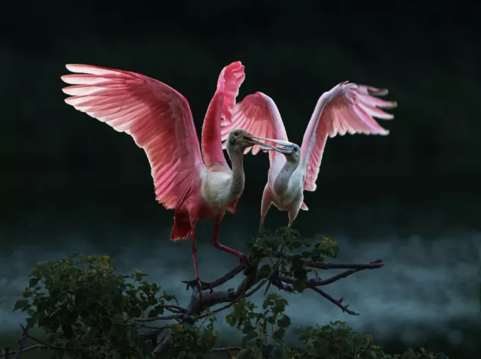 Zhang, Anna: Roseate Spoonbills