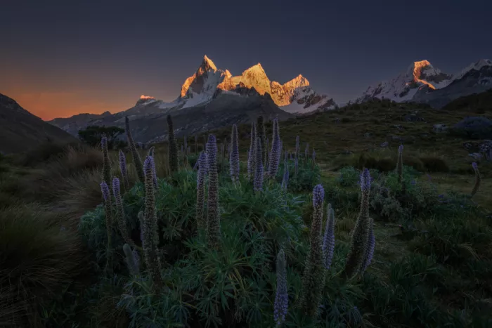 P., Ruiqing: Garden of the Andes