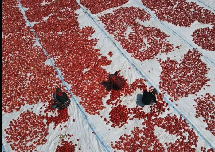 Ozdemir, Tolga: tomato field