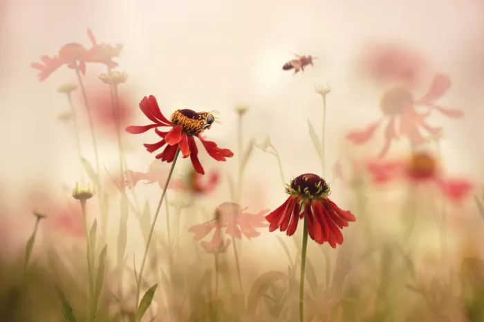 Deelen, van Ellen: Just a nice summerday