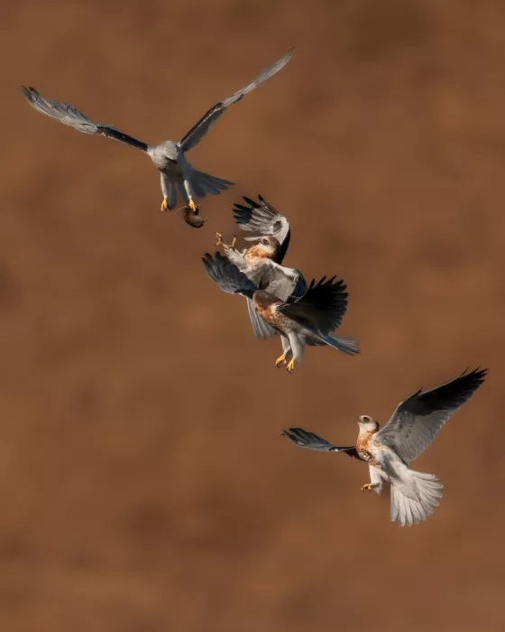 Wang, Victor: Scambio di cibo in volo