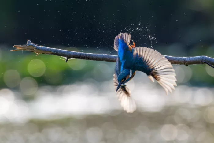 Galimberti, Marco: Kingfisher
