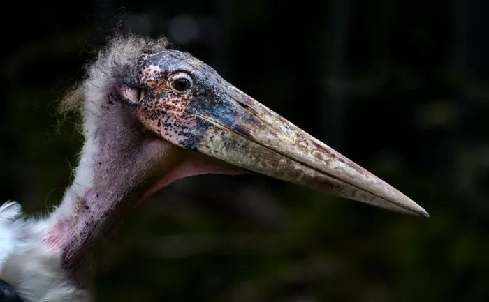 Mattheyses, Eric: Marabou