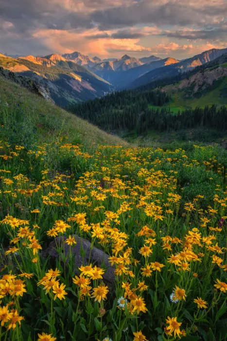 Xu, Mei: Blooming Season in Colorado