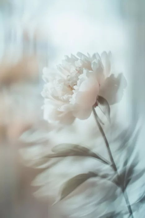Treechild: Ondulation florale