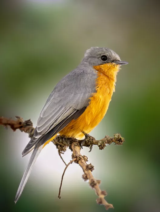 dem, Auf Andrea: Little Bird