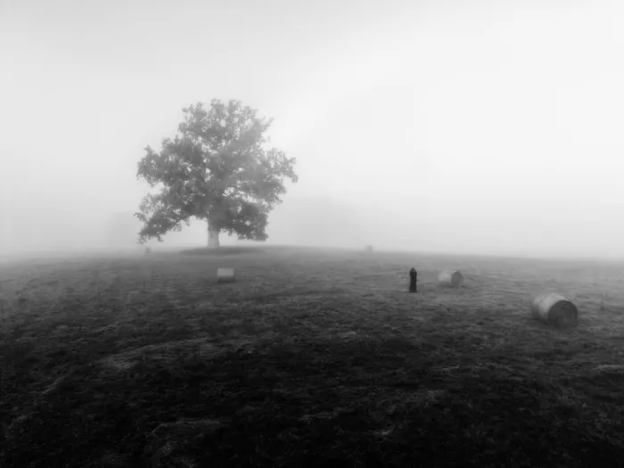 Paradowski, Leszek: 