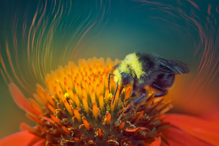 Jacobs, Lydia: The Pollinator’s Secret