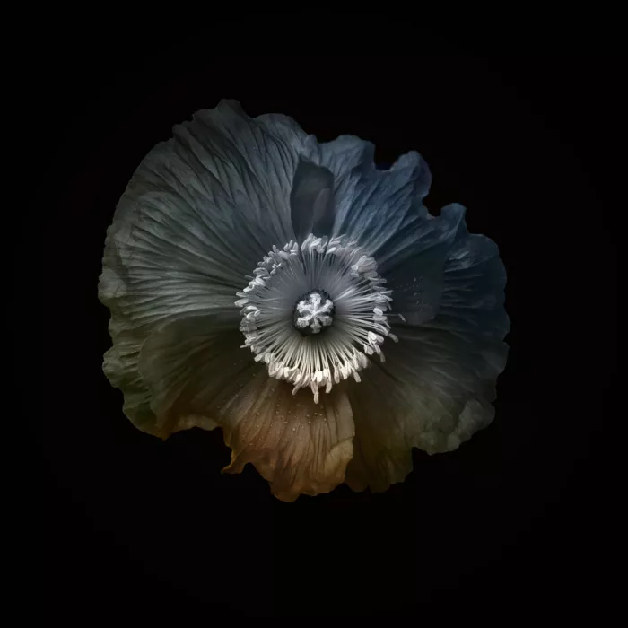 Grønkjær, Lotte: Poppy with added colours