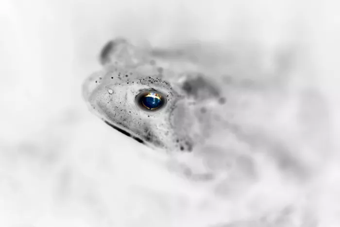 Zhao, Alex: Toad