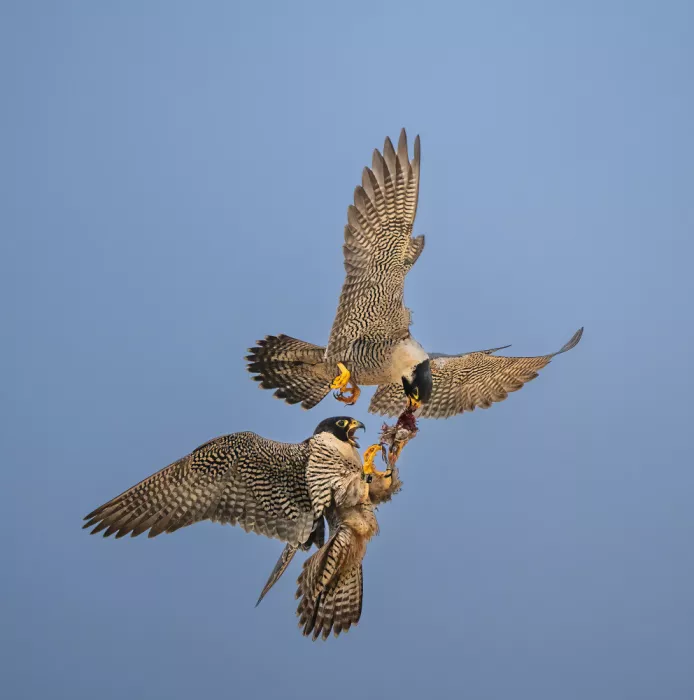 SDCA, Allen: Falcon work #46_25