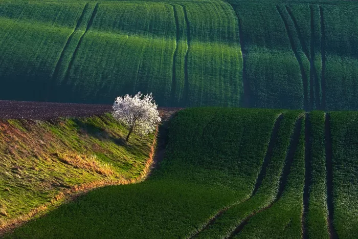 AFIAP, Uhrin Milan: Cherry in the waves