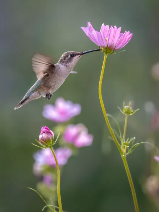 Z, Leechee: Kiss of Light Wings
