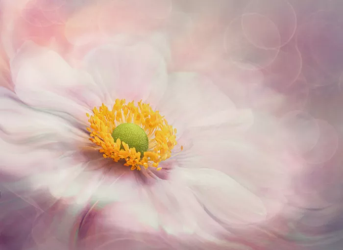 Meng, Mia: Dreams of Flower