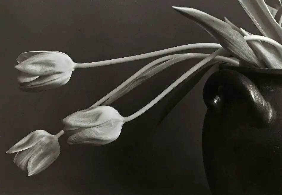Wallberg, Allan: Tulipani.