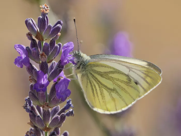 Henshaw, Elaine: Green-veined white