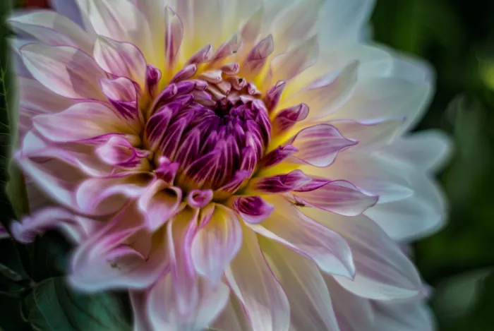 Louwen, Fred: A dahlia