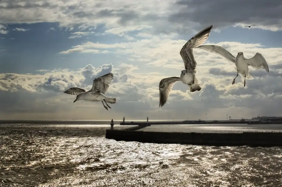Siegers, Ricky: Flying above Dover