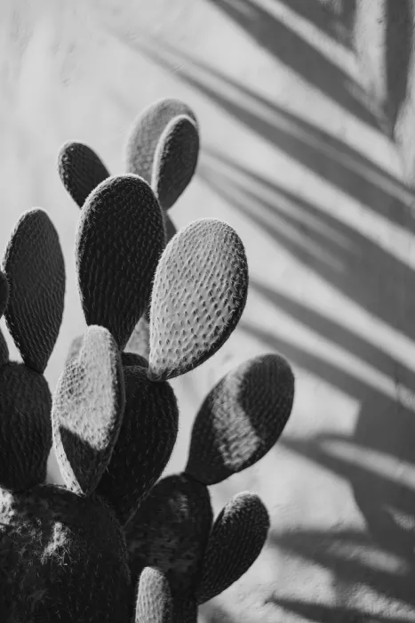 Treechild: Kaktusgedicht Nr. 03