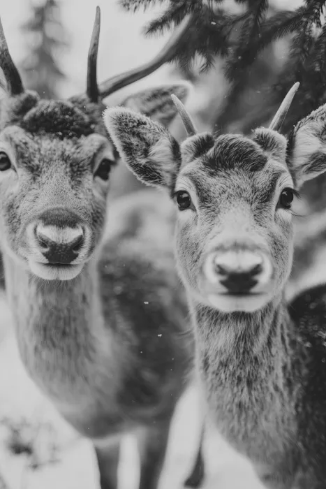 Treechild: Spiriti invernali n. 01