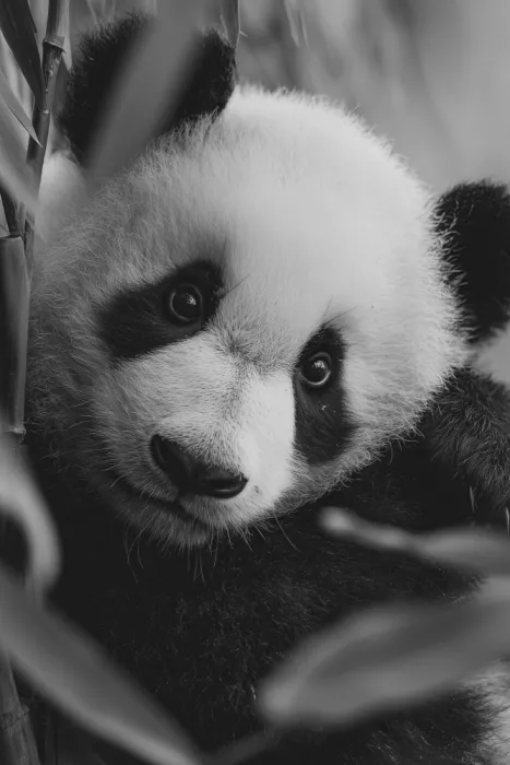 Treechild: Mladá panda