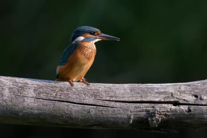 Galimberti, Marco: Kingfisher