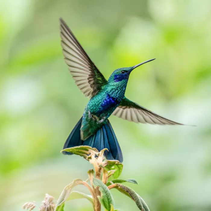 Qin, Xuemei: Poised for Flight