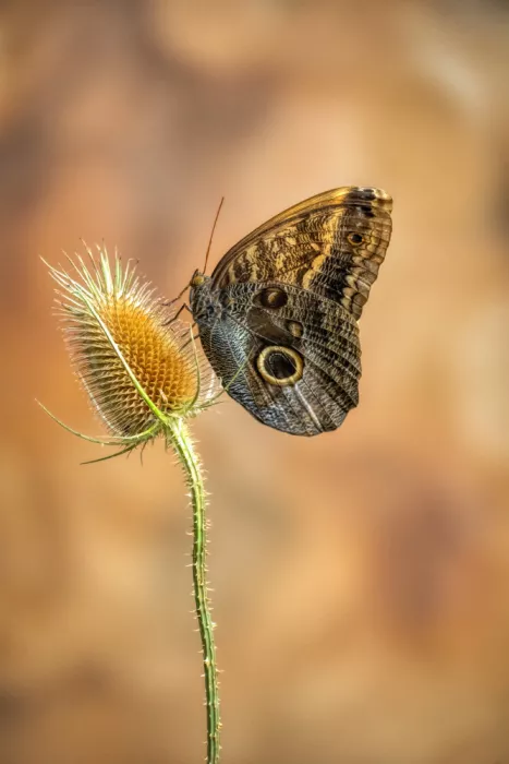 Haaksma, Piet: Caligo martia.
