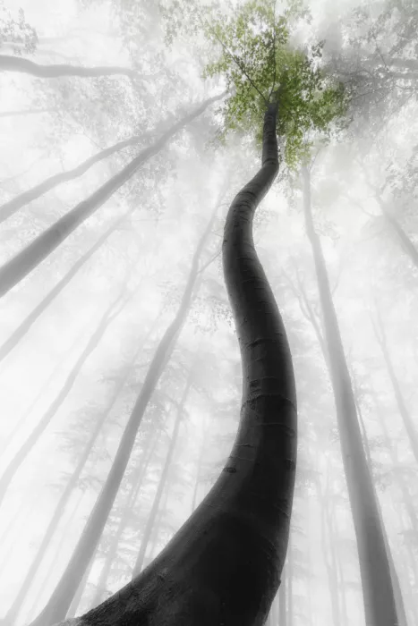 Pavlasek, Tom: Rising Through the Mist