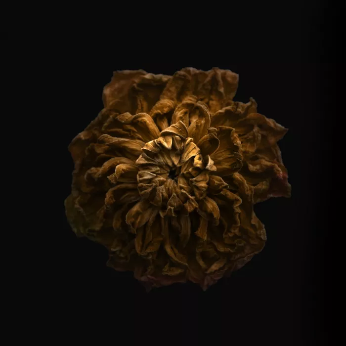 Grønkjær, Lotte: Withered Dahlia