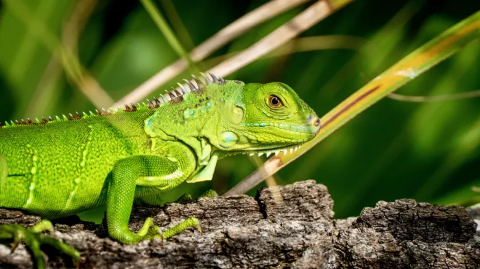 Hanson, Mitchell: Iguana Stare