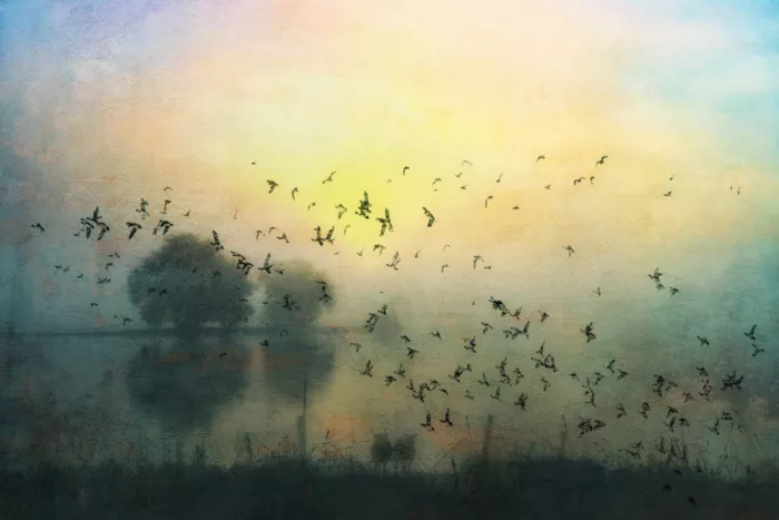 Lee, van Hilda: the sheep and the birds