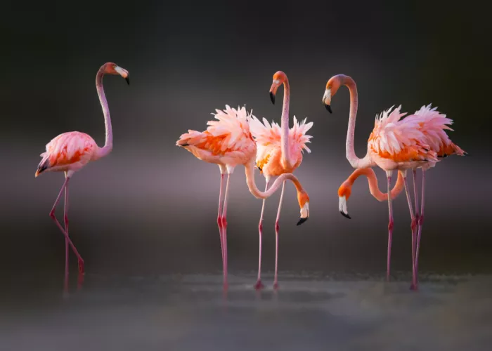 Ying, Li: Flamingos