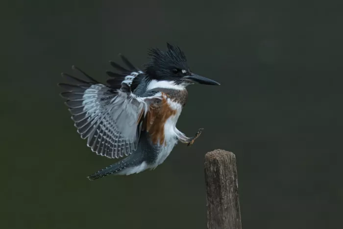 Lam, Gavin: Belted Kingfisher
