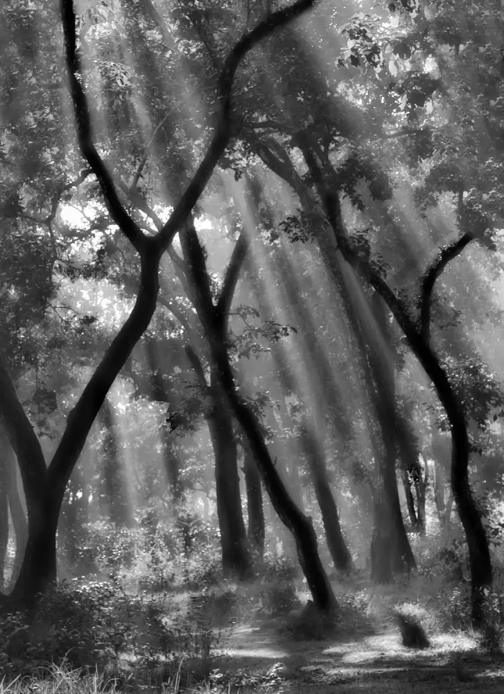 Yvette,,,, Depaepe,,,,: Enchanted forest ...
