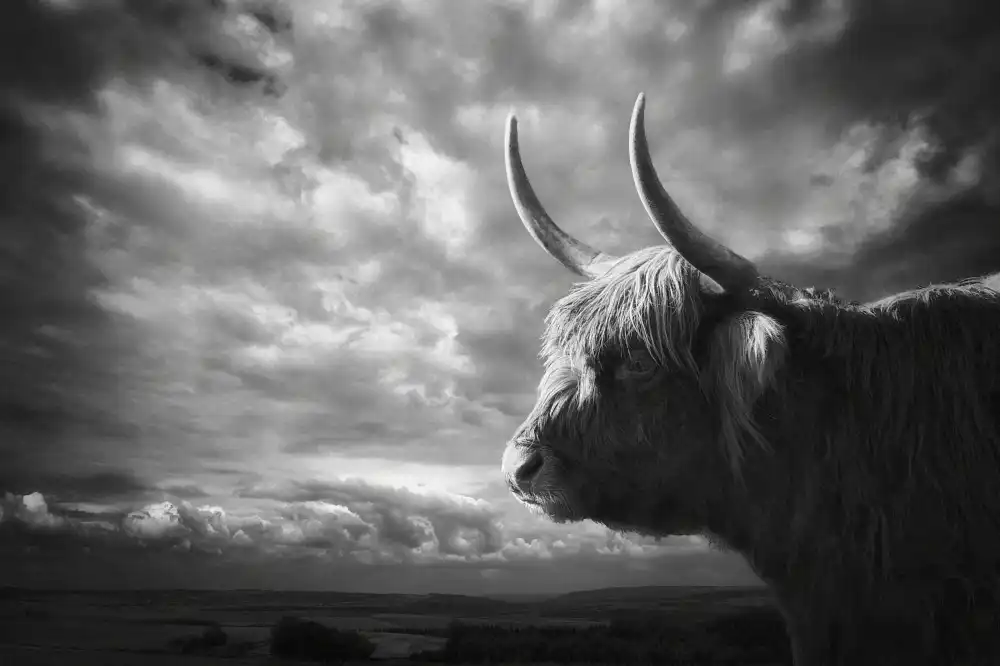 Droste, Holger: the Highlands