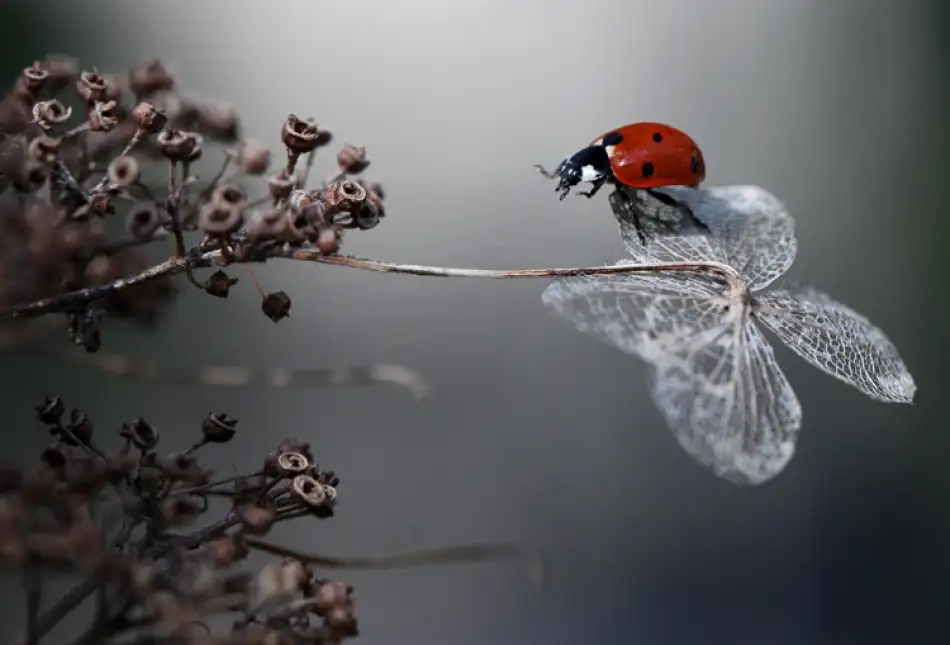 Deelen, van Ellen: Ladybird on hydrangea.