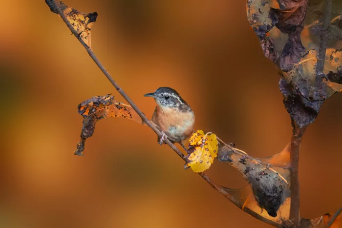 Zhang, Robert: Autumn Perch – Carolina Wren