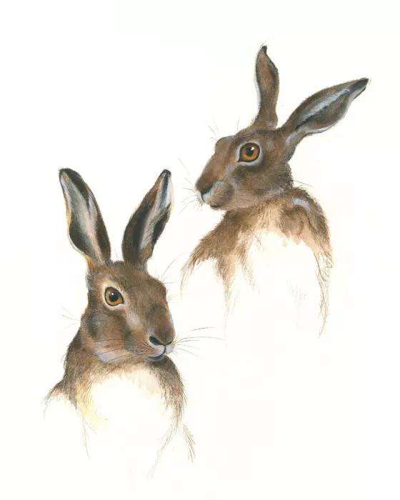 Brent, Isabelle: Étude de deux lièvres