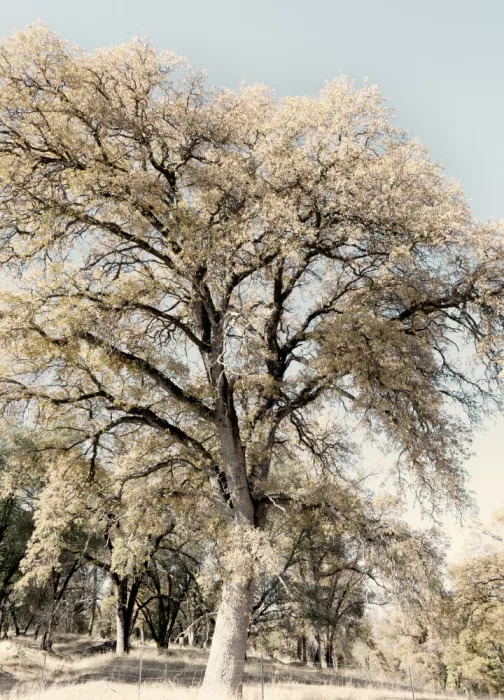 Bardot, Gemma: Oak Tree II