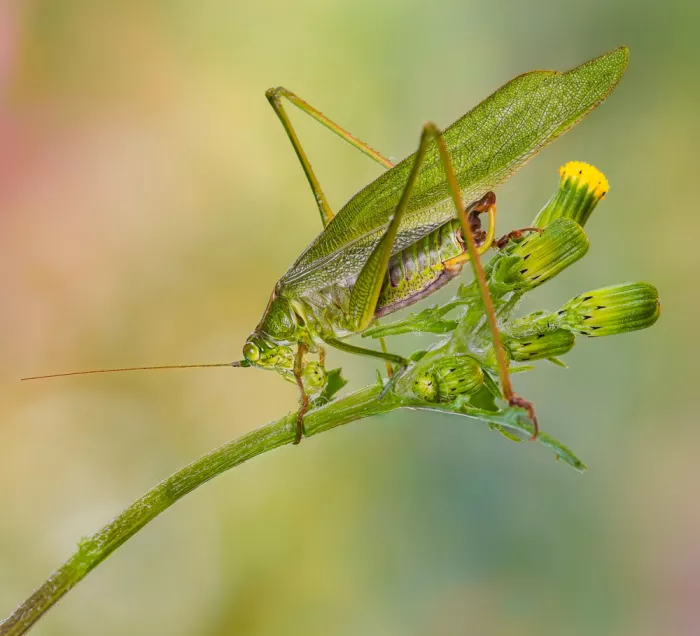 Saluja, Atul: Affare verde